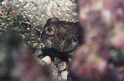 Schleimi